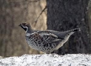 utils/thumbs/Phasianidae/Tetrastes_aPYyZGEHMqCbDbYCg9Vvva.jpg