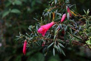 Philesia magellanica