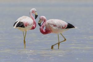 utils/thumbs/Phoenicopteridae/Phoenicoparrus_NTDL7cvvuZk3ncFdQM7F26.jpg