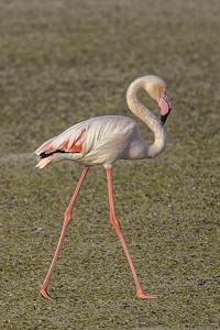 Phoenicopterus roseus