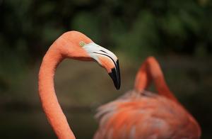 Phoenicopterus ruber