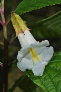 Cyrtandromoea grandiflora
