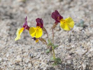 Erythranthe shevockii