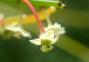 Phyllanthus angustifolius