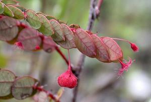 Phyllanthus huamotensis