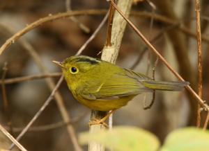 Phylloscopus whistleri