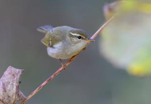 Phylloscopus borealis