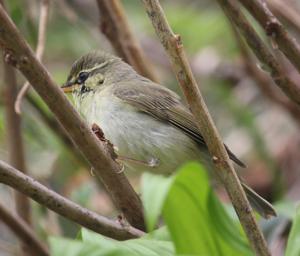 Phylloscopus borealis