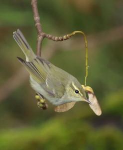 Phylloscopus borealis