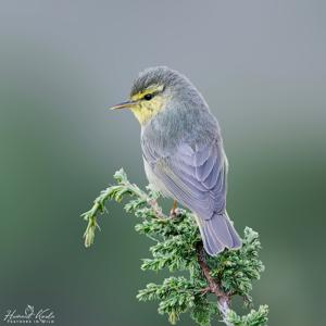 Phylloscopus affinis
