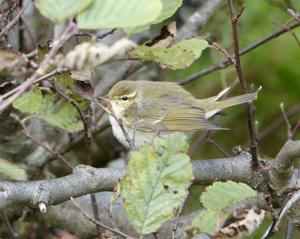 Phylloscopus borealis