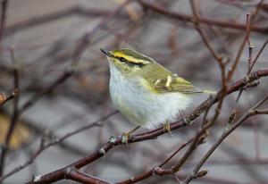 utils/thumbs/Phylloscopidae/Phylloscopus_jXihXXpXLyUbpMUQtsvrJN.jpg