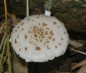 utils/thumbs/Physalacriaceae/Oudemansiella_VPXtPB2kc6XaDvs4cFeZRy.jpg