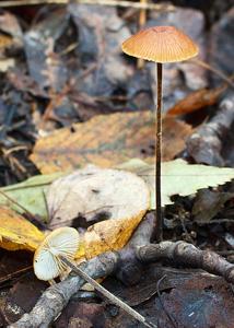 utils/thumbs/Physalacriaceae/Rhizomarasmius_MjCFoN7huMoTHjkp6VHotW.jpg
