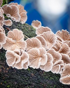 Schizophyllum commune