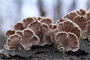 Schizophyllum commune