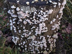 Schizophyllum commune