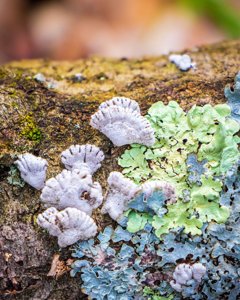 Schizophyllum commune