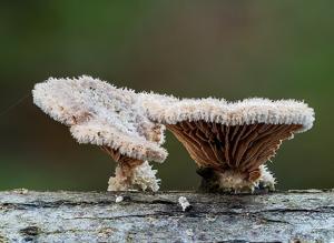 Schizophyllum commune