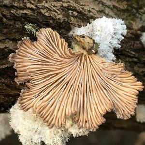 Schizophyllum commune