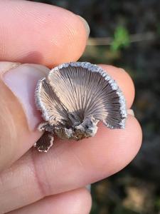 utils/thumbs/Physalacriaceae/Schizophyllum_deHAus6Fa3qfZPnK5Y6ws6.jpg