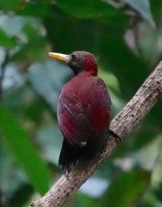 utils/thumbs/Picidae/Blythipicus_ZLAU9cs9co3f9sapNsNS4A.jpg
