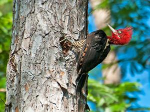 Campephilus robustus