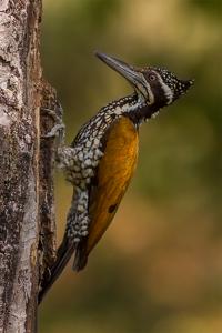 Chrysocolaptes guttacristatus