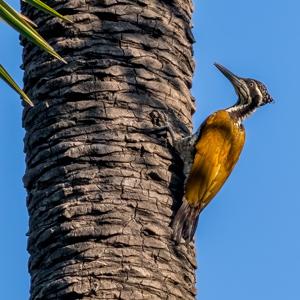 Chrysocolaptes guttacristatus