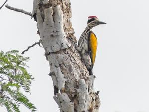 Chrysocolaptes festivus