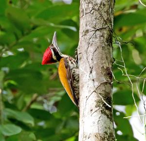 Chrysocolaptes guttacristatus
