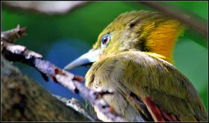 Chrysophlegma flavinucha