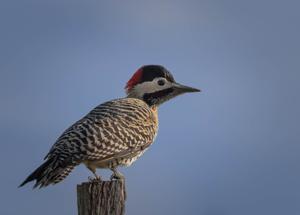 Colaptes melanochloros