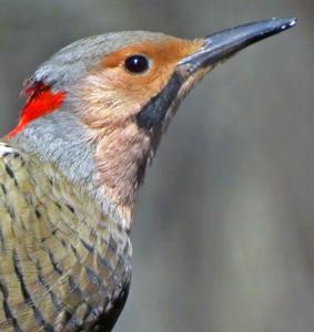 Colaptes auratus auratus