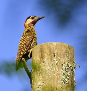 Colaptes melanochloros