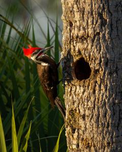Dryocopus pileatus