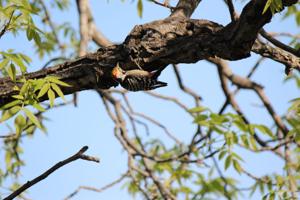 Leiopicus mahrattensis