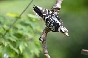 Leuconotopicus villosus