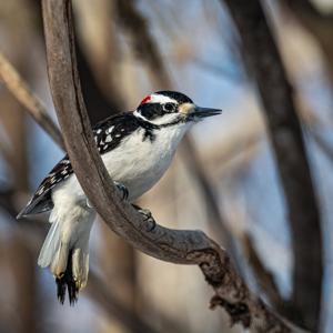 utils/thumbs/Picidae/Leuconotopicus_Df2A7sVZmmQfYncbgDna3m.jpg