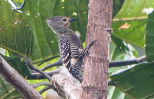 Meiglyptes grammithorax