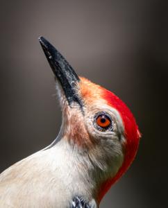 Melanerpes carolinus