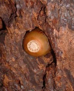 Melanerpes formicivorus