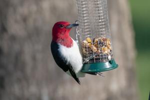 Melanerpes erythrocephalus