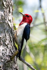 Melanerpes erythrocephalus