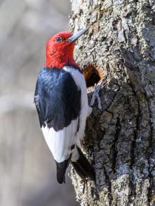 Melanerpes erythrocephalus