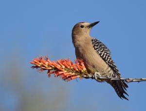 Melanerpes uropygialis