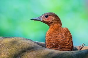 Micropternus brachyurus