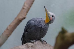 Mulleripicus pulverulentus