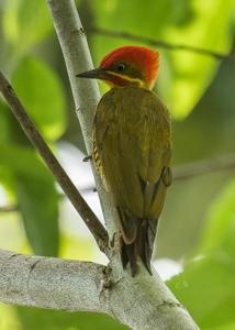 Piculus chrysochloros