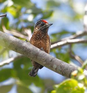 Picumnus pygmaeus